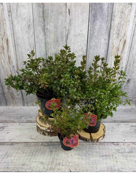 'Tornella' - azalia japońska
Rhododendron 'Tornella'