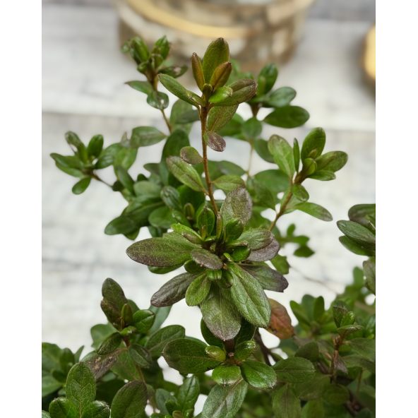 'Tornella' - azalia japońska
Rhododendron 'Tornella'