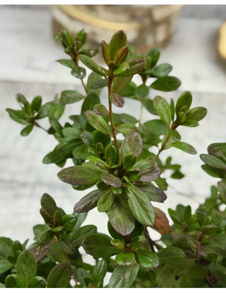 'Tornella' - azalia japońska
Rhododendron 'Tornella'