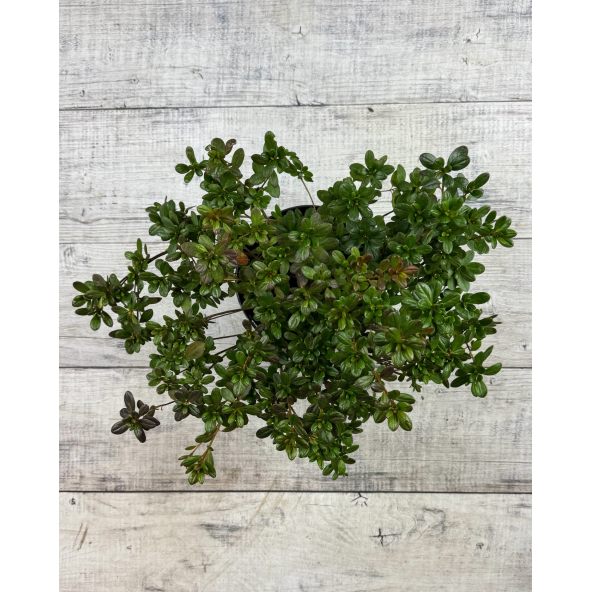 'Tornella' - azalia japońska
Rhododendron 'Tornella'