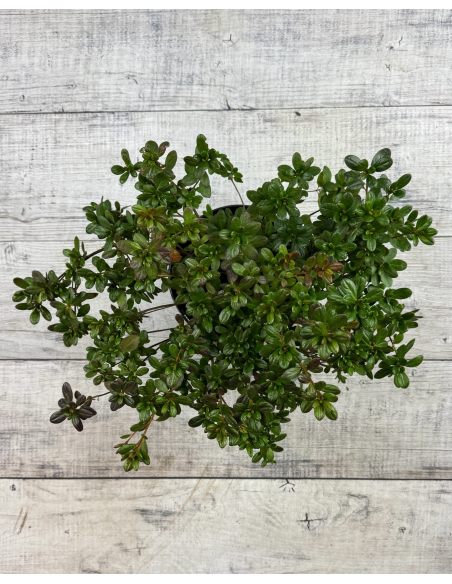 'Tornella' - azalia japońska
Rhododendron 'Tornella'