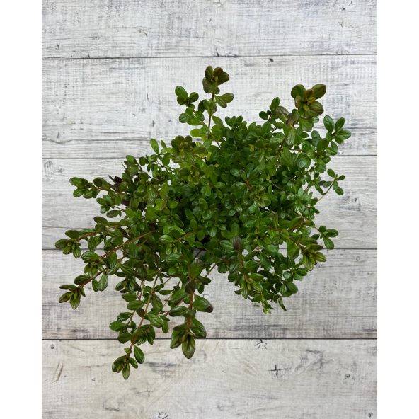 'Tornella' - azalia japońska
Rhododendron 'Tornella'