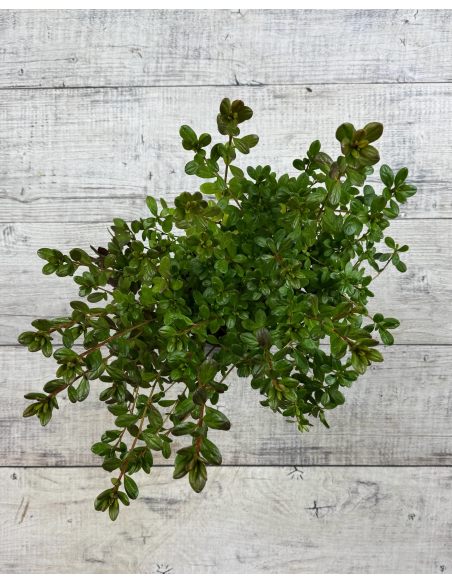 'Tornella' - azalia japońska
Rhododendron 'Tornella'