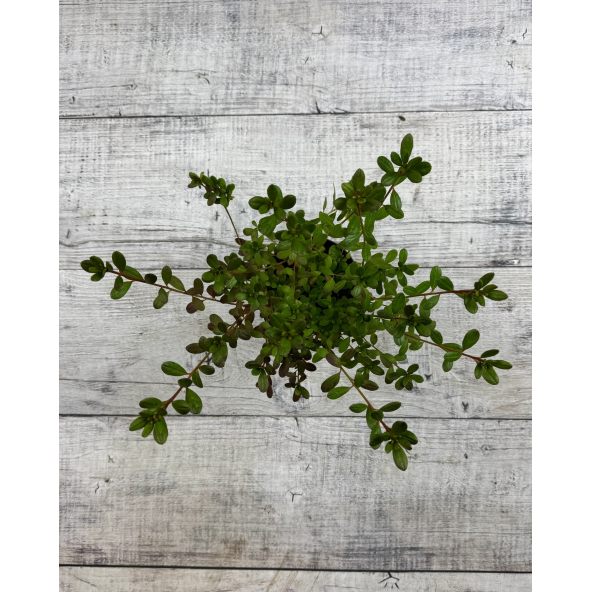 'Tornella' - azalia japońska
Rhododendron 'Tornella'