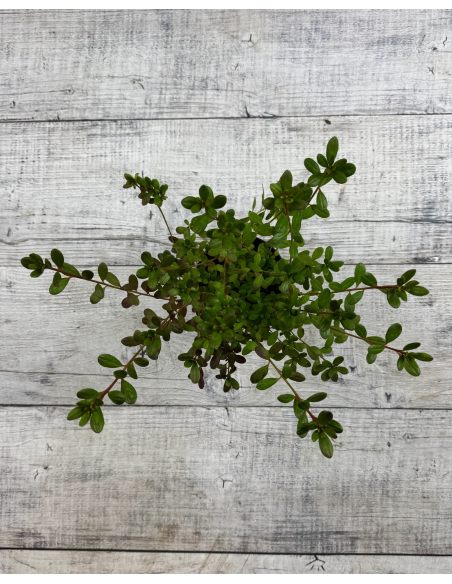 'Tornella' - azalia japońska
Rhododendron 'Tornella'
