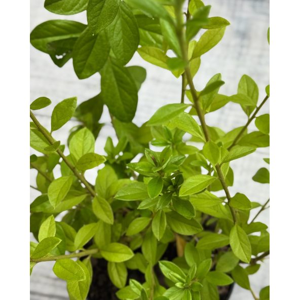 'Adonis' - azalia japońska
Rhododendron 'Adonis'