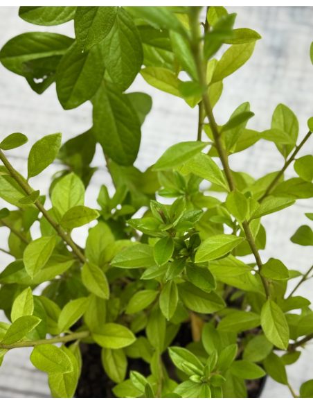 'Adonis' - azalia japońska
Rhododendron 'Adonis'