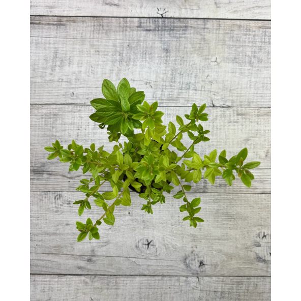 'Adonis' - azalia japońska
Rhododendron 'Adonis'