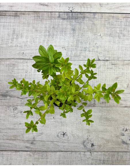 'Adonis' - azalia japońska
Rhododendron 'Adonis'