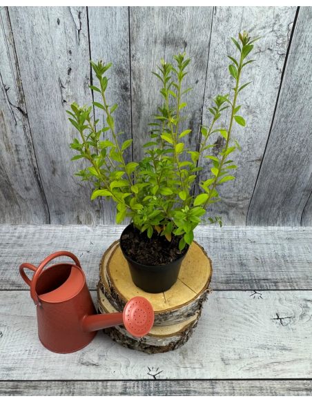 'Adonis' - azalia japońska
Rhododendron 'Adonis'