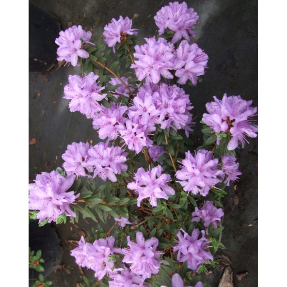 'Amethyst' - różanecznik minaturowy
Rhododendron impeditum 'Amethyst'