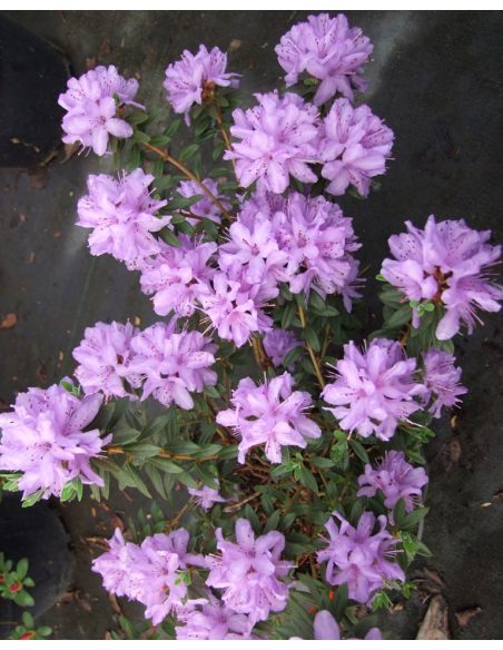 'Amethyst' - różanecznik minaturowy
Rhododendron impeditum 'Amethyst' 'Amethyst' - różanecznik minaturowy
Rhododendron impeditum 'Amethyst'