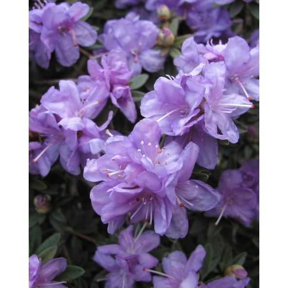 'Amethyst' - różanecznik minaturowy
Rhododendron impeditum 'Amethyst'