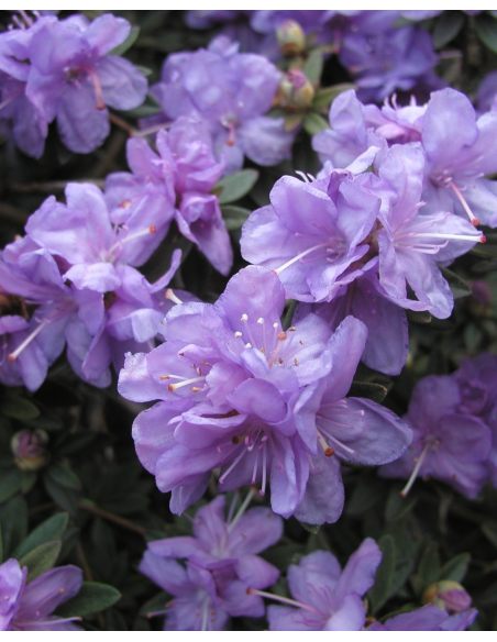 'Amethyst' - różanecznik minaturowy
Rhododendron impeditum 'Amethyst' 'Amethyst' - różanecznik minaturowy
Rhododendron impeditum 'Amethyst'