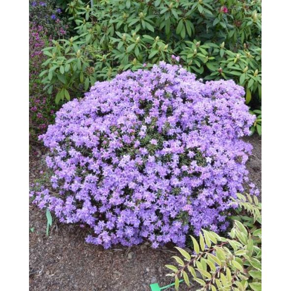 'Amethyst' - różanecznik minaturowy
Rhododendron impeditum 'Amethyst'