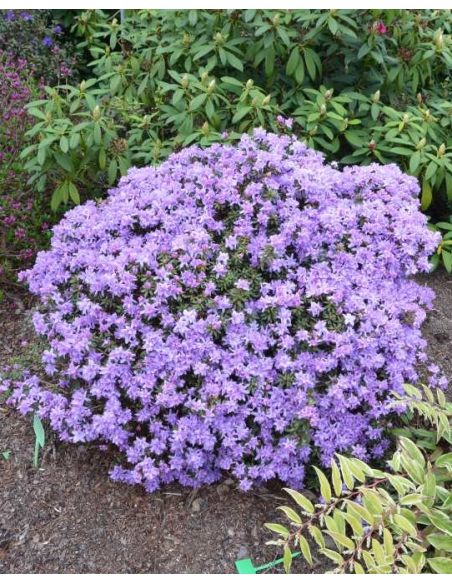 'Amethyst' - różanecznik minaturowy
Rhododendron impeditum 'Amethyst' 'Amethyst' - różanecznik minaturowy
Rhododendron impeditum 'Amethyst'
