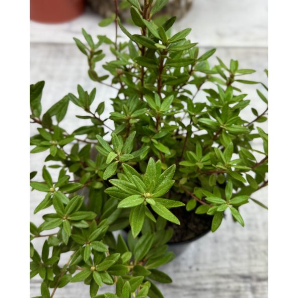 'Amethyst' - różanecznik minaturowy
Rhododendron impeditum 'Amethyst'