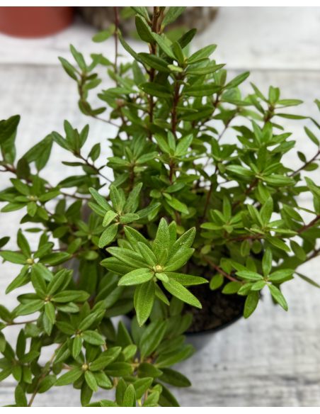 'Amethyst' - różanecznik minaturowy
Rhododendron impeditum 'Amethyst' 'Amethyst' - różanecznik minaturowy
Rhododendron impeditum 'Amethyst'