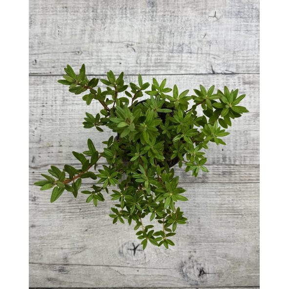 'Amethyst' - różanecznik minaturowy
Rhododendron impeditum 'Amethyst'