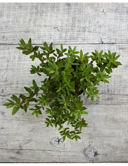 'Amethyst' - różanecznik minaturowy
Rhododendron impeditum 'Amethyst' 'Amethyst' - różanecznik minaturowy
Rhododendron impeditum 'Amethyst'