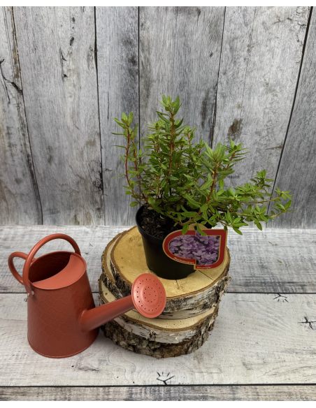 'Amethyst' - różanecznik minaturowy
Rhododendron impeditum 'Amethyst' 'Amethyst' - różanecznik minaturowy
Rhododendron impeditum 'Amethyst'