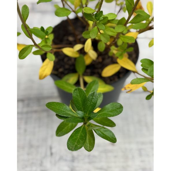 'Arabesk' - azalia japońska
Rhododendron 'Arabesk'