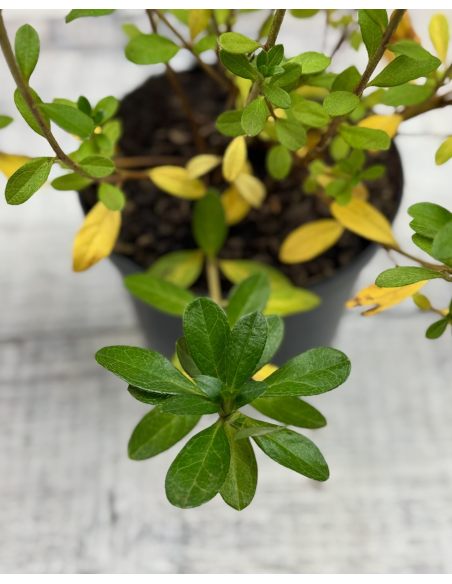 'Arabesk' - azalia japońska
Rhododendron 'Arabesk'