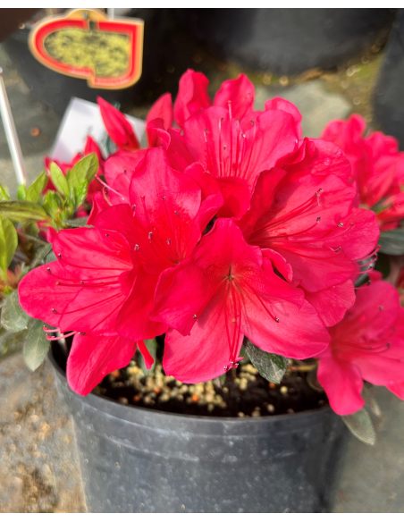 'Arabesk' - azalia japońska
Rhododendron 'Arabesk'