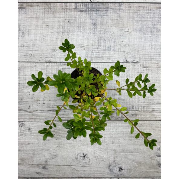 'Arabesk' - azalia japońska
Rhododendron 'Arabesk'