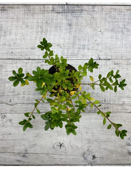 'Arabesk' - azalia japońska
Rhododendron 'Arabesk'