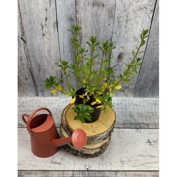 'Arabesk' - azalia japońska
Rhododendron 'Arabesk'