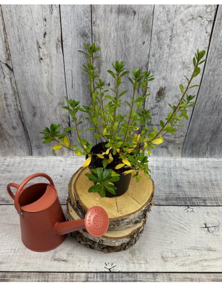 'Arabesk' - azalia japońska
Rhododendron 'Arabesk'