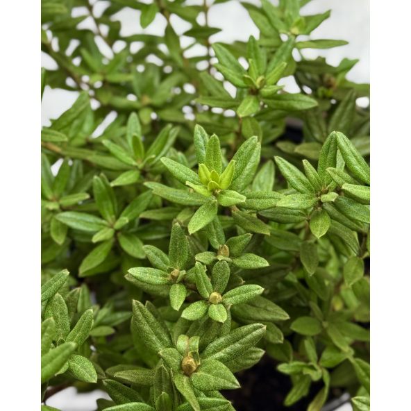 'Azurika' - różanecznik minaturowy
Rhododendron impeditum 'Azurika'