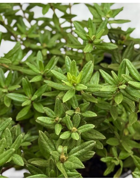 'Azurika' - różanecznik minaturowy
Rhododendron impeditum 'Azurika' 'Azurika' - różanecznik minaturowy
Rhododendron impeditum 'Azurika'