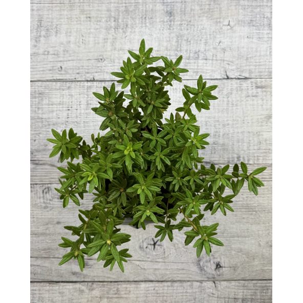 'Azurika' - różanecznik minaturowy
Rhododendron impeditum 'Azurika'