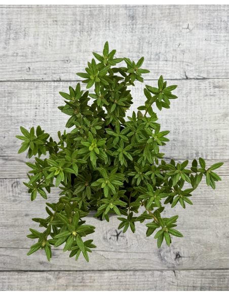 'Azurika' - różanecznik minaturowy
Rhododendron impeditum 'Azurika' 'Azurika' - różanecznik minaturowy
Rhododendron impeditum 'Azurika'