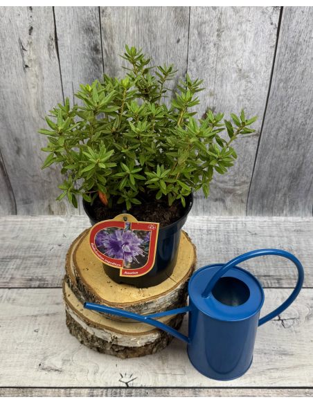 'Azurika' - różanecznik minaturowy
Rhododendron impeditum 'Azurika' 'Azurika' - różanecznik minaturowy
Rhododendron impeditum 'Azurika'