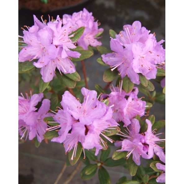 'Blue Silver' - różanecznik miniaturowy
Rhododendron impeditum 'Blue Silver'