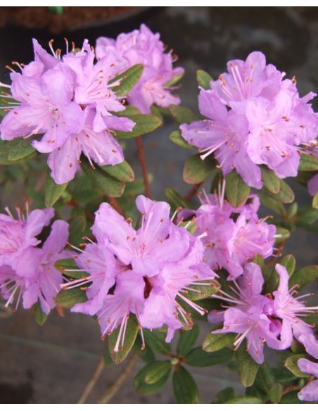 'Blue Silver' - różanecznik miniaturowy
Rhododendron impeditum 'Blue Silver'