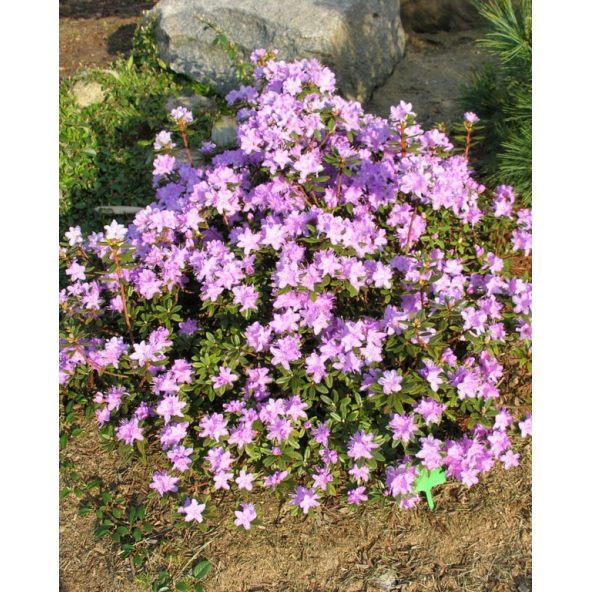 'Blue Silver' - różanecznik miniaturowy
Rhododendron impeditum 'Blue Silver'