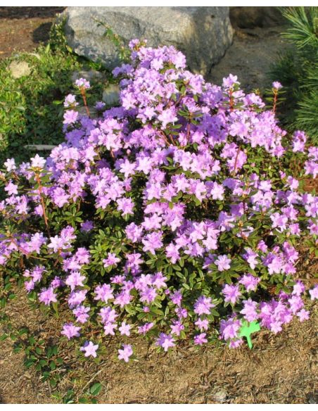 'Blue Silver' - różanecznik miniaturowy
Rhododendron impeditum 'Blue Silver'