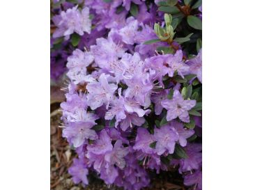 'Blue Silver' - różanecznik miniaturowy
Rhododendron impeditum 'Blue Silver'