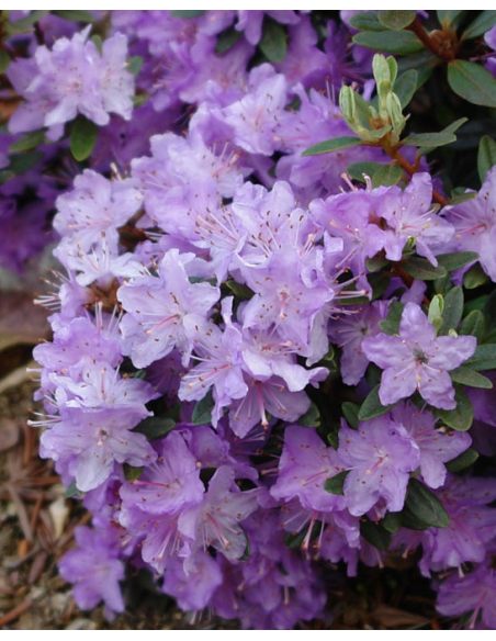 'Blue Silver' - różanecznik miniaturowy
Rhododendron impeditum 'Blue Silver'