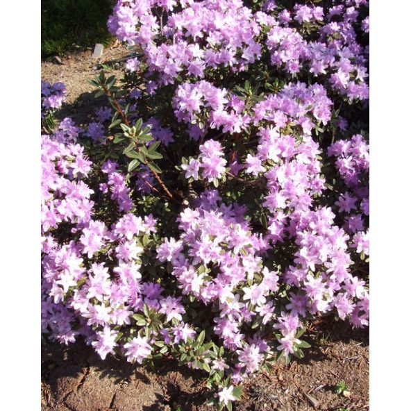 'Blue Silver' - różanecznik miniaturowy
Rhododendron impeditum 'Blue Silver'