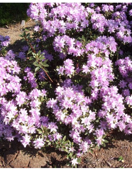 'Blue Silver' - różanecznik miniaturowy
Rhododendron impeditum 'Blue Silver'