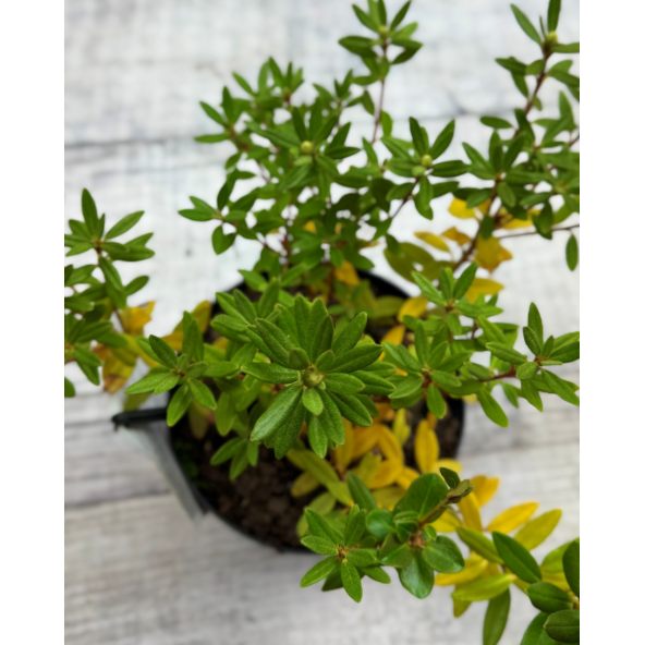 'Blue Silver' - różanecznik miniaturowy
Rhododendron impeditum 'Blue Silver'