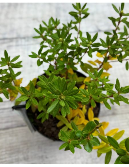 'Blue Silver' - różanecznik miniaturowy
Rhododendron impeditum 'Blue Silver'