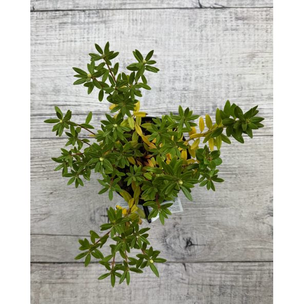 'Blue Silver' - różanecznik miniaturowy
Rhododendron impeditum 'Blue Silver'