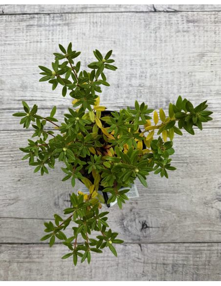 'Blue Silver' - różanecznik miniaturowy
Rhododendron impeditum 'Blue Silver'