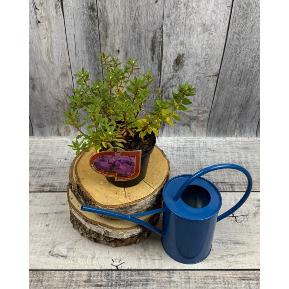 'Blue Silver' - różanecznik miniaturowy
Rhododendron impeditum 'Blue Silver'